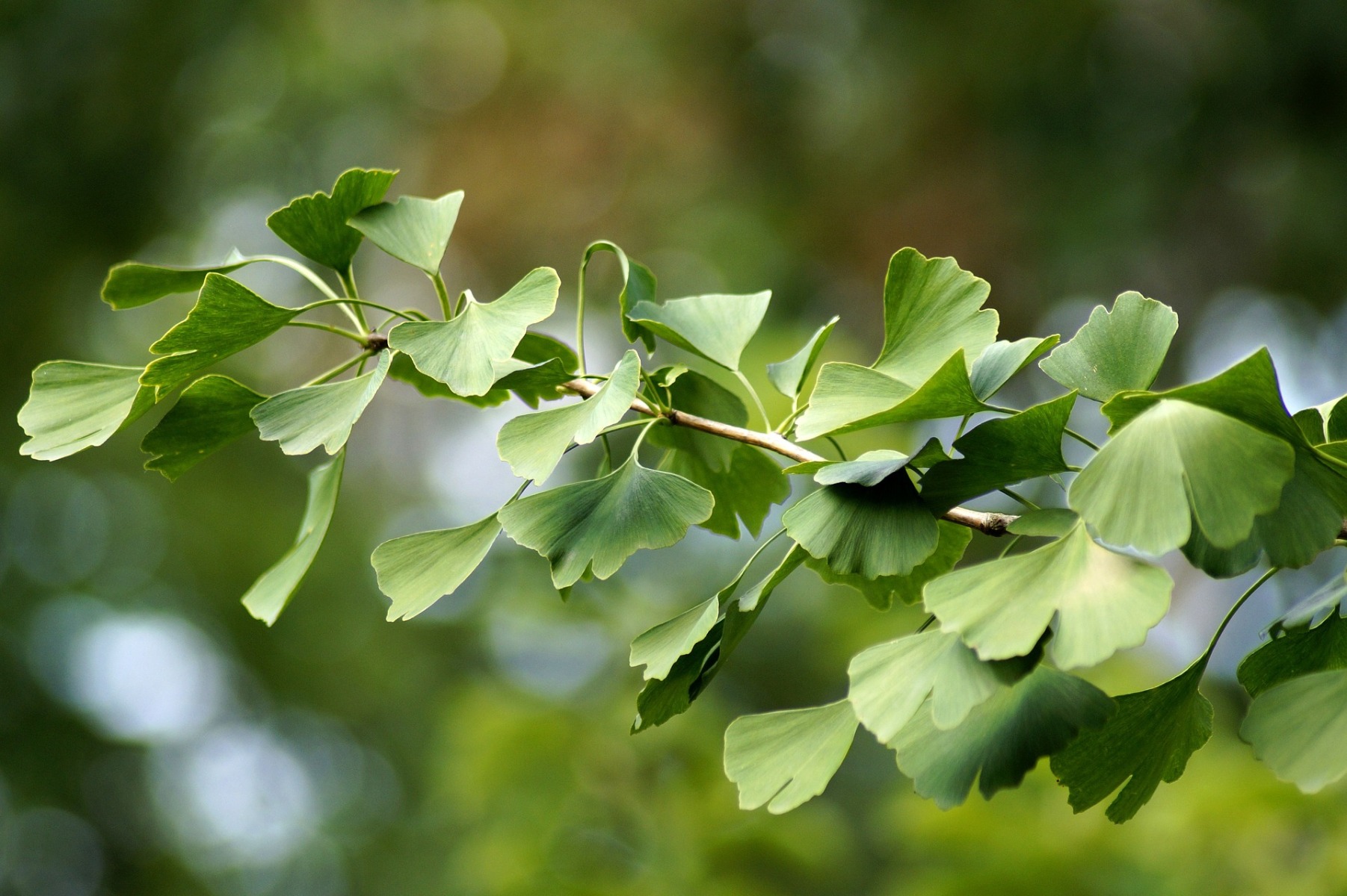 Bylinný čaj Ginkgo biloba - Wolfberry